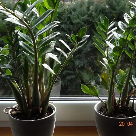 홈스테이 Herta - Letniskowy *